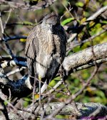 DSC_3537_001.JPG