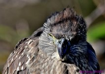 DSC_3539_001.JPG