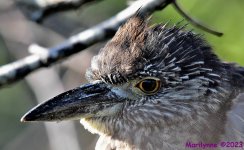DSC_3545_001.JPG