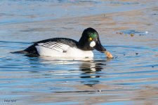 GoldenEyeCrawdad-249.jpg