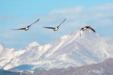 GeeseMountains-249.jpg