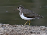 Sandpiper.jpg