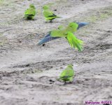 DSC_3603_001.JPG