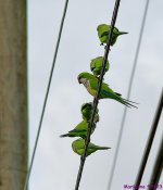 DSC_3619_001.JPG