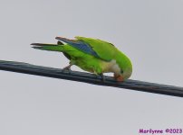 DSC_3633_001.JPG