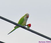 DSC_3638_001.JPG