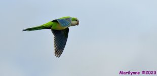 DSC_3652_001.JPG