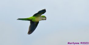 DSC_3653_001.JPG