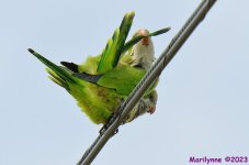 DSC_3662_001.JPG