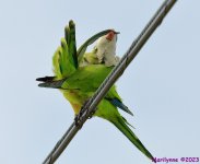 DSC_3668_001.JPG