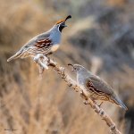 GambelsQuailPair-249.jpg