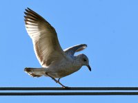 Gull2.jpg