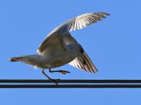 Gull3.jpg
