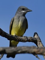 Kingbird14.jpg