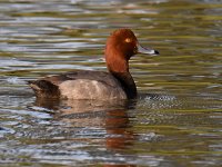RedHeadDuck3.jpg