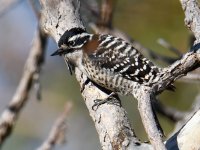 Woodpecker.jpg