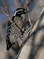 Woodpecker3.jpg