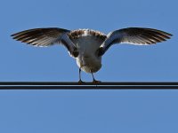Gull4.jpg