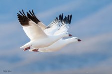 SnowGeeseFlight-249.jpg