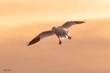 SnowGooseLanding-249.jpg