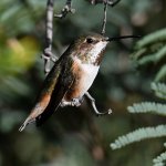 Hummer4.jpg