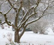Snowfall sm.jpg