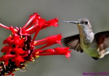 DSC_3671_001.JPG