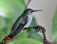 DSC_3686_001.JPG