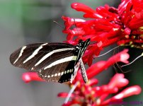 DSC_3733_001.JPG
