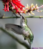 DSC_3766_001.JPG