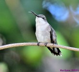 DSC_3787_001.JPG