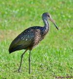 DSC_3811_001.JPG