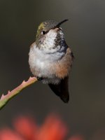 Hummer18.jpg
