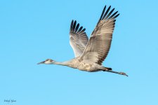 SandhillJuvFlight-249.jpg
