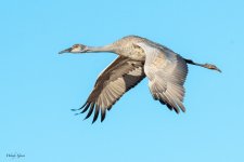 SandhillJuvFlight-250.jpg