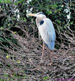 DSC_3854_001.JPG
