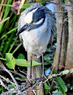 DSC_3871_001.JPG