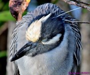 DSC_3874_001.JPG