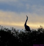 DSC_3877_001.JPG
