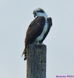 DSC_3883_001.JPG