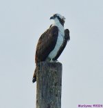 DSC_3888_001.JPG