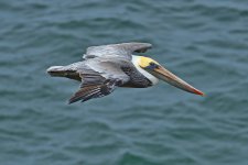 500_0179R_LSh_cr_sm.jpg
