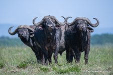 capebuffalo.JPG