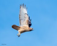 RedTailTakeoff-250.jpg