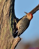 DSC_4017_001.JPG