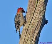 DSC_4027_001.JPG