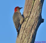 DSC_4034_001.JPG