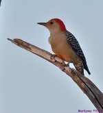 DSC_4040_001.JPG