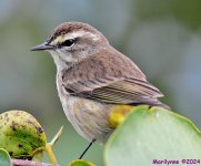 DSC_4117_001.JPG