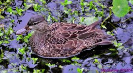 DSC_4131_001.JPG